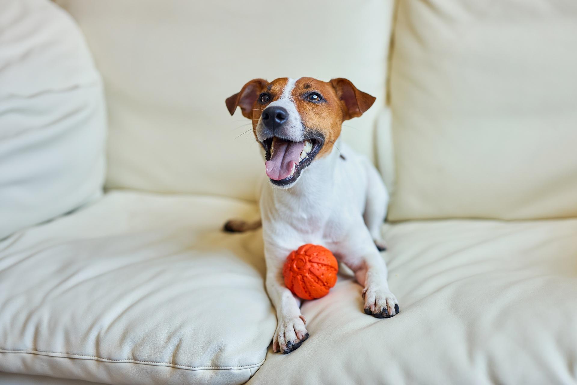 Hund mit Spielball auf Sofa | Welpenfutter

