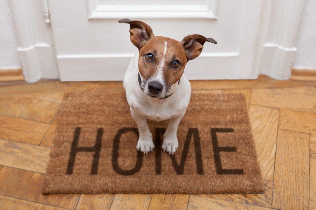 Hund sitzt auf HOME-Fußmatte | Welpenfutter