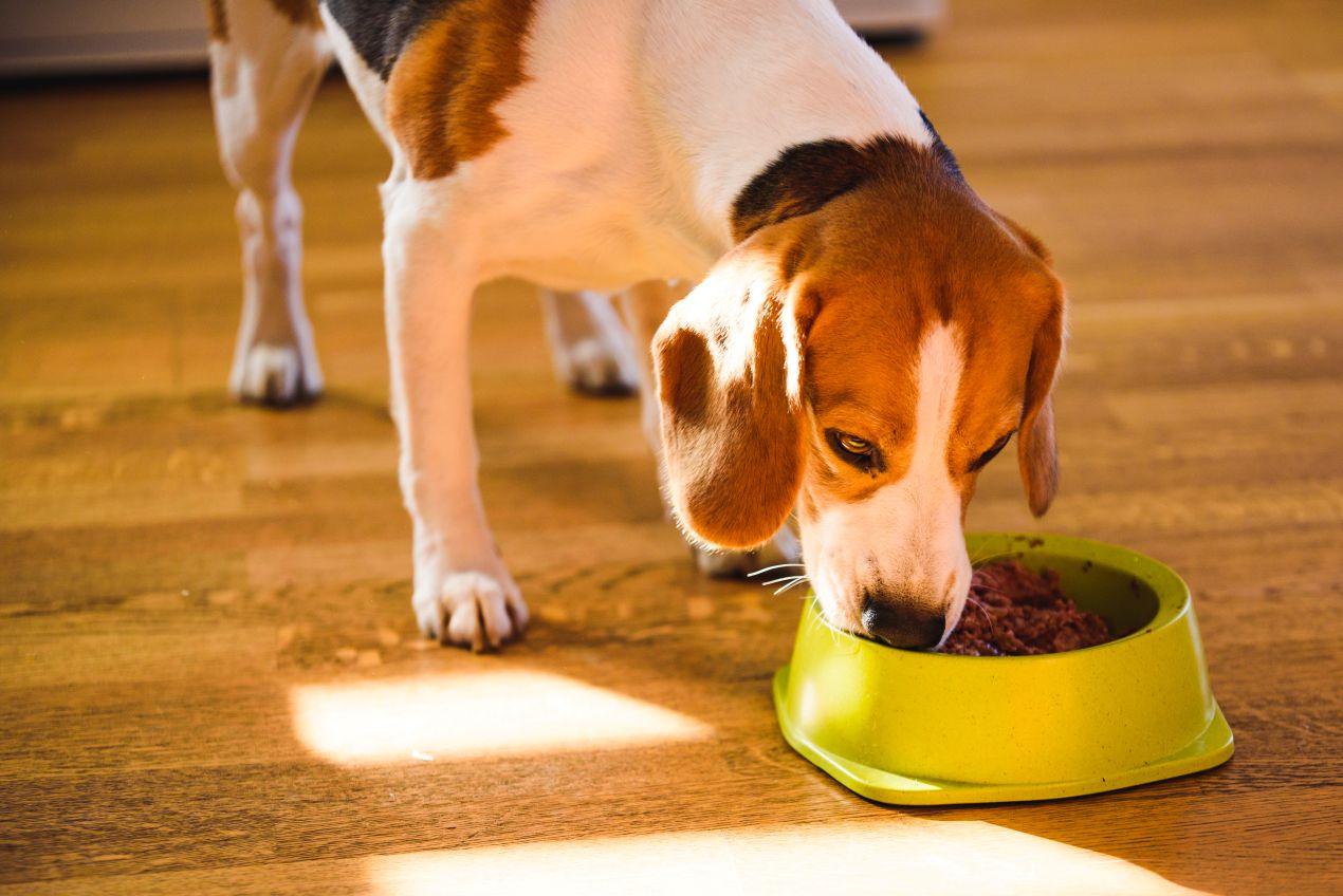 Beagle frisst aus gruenem Napf – ausgewogene Ernaehrung mit Bio Hundefutter fuer jeden Tag